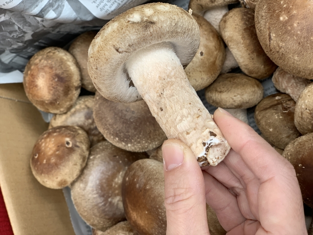 しいたけアップ